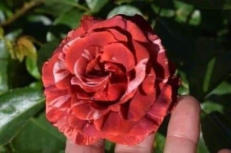 Nr.27 așa ar trebui sa arate