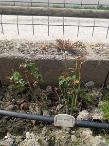 Ali Baba 23 aprilie 2023