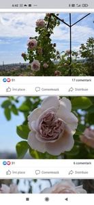 Capucino așa ar trebui sa arate