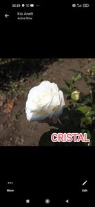 Așa ar trebui sa arate