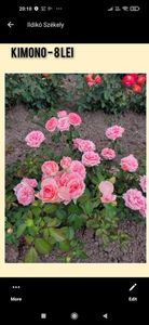 Așa ar trebui sa arate