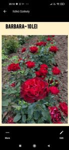 Așa ar trebui sa arate