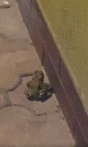 O—hhhH my God; Look what I randomly found while walking around the building ! ! ! ! ! 　　　　　　 imgur.com/a/TJKc6zC
