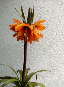 25.04.2023-Fritillaria "Aurora"