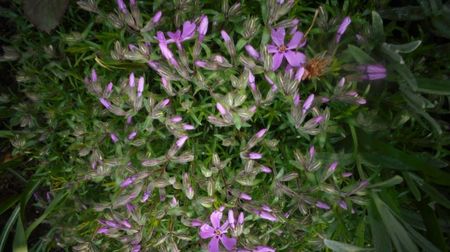 Phlox subulata