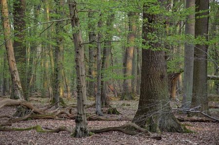 Some　　　Real　　　Oak; There is a Virgin Forest in each::
