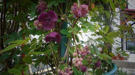 Akebia quinata,printesa in gradina mea...