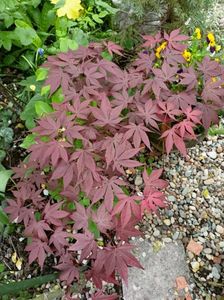 Atropurpureum
