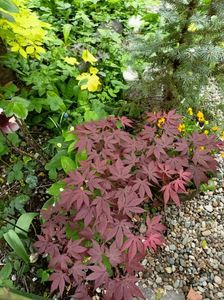 Atropurpureum