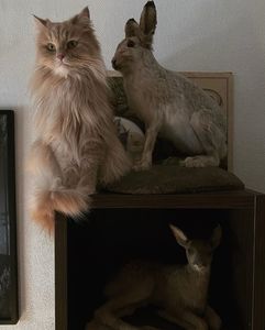 One of these եhree is ɑlive. Take a guess.