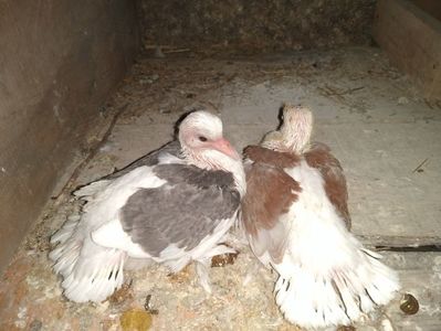 ; Voltați aprilie 2023
