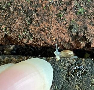 Ṥmall ṥnail. . . We ṥhall ṥee what′ṥ next on the ṥmall ṥcale of thingṥ