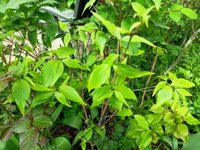 Cornus kousa Pink Lips