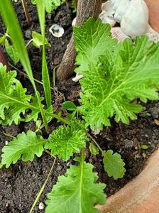 Muștar oriental Wasabi-na