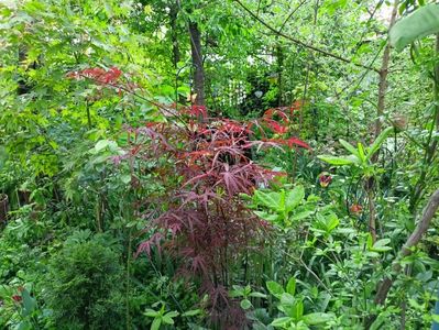 Hubbs Red Willow