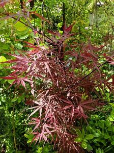 Hubbs Red Willow