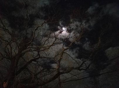 At midnight the Devil holds picnics in the graveyards and invites the witches ֊—then they; dig up fresh corpses Գ Eat them. Anyone will tell you that. Die Walpurgisnacht.
