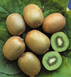 kiwi-hayward-clona-8femela; pepiniera Peris
