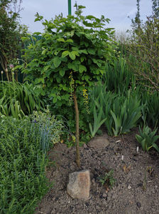 laburnum anagyroides