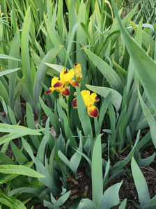iris germanica "indian chief'; iris germanica &quot;indian chief
