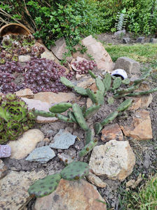 sempervivum mix