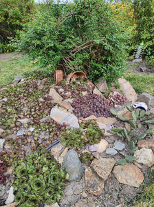 sempervivum mix