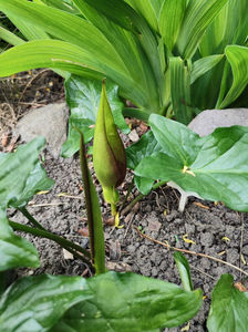 arum maculatum(specie botanica protejata)