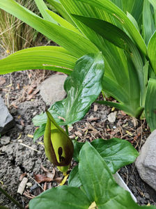 arum maculatum(specie botanica protejata)