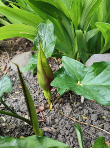 arum maculatum(specie botanica protejata)
