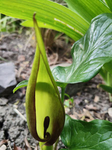 arum maculatum(specie botanica protejata)