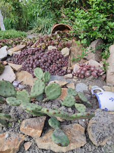 sempervivum mix
