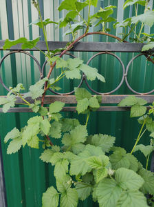 rubus idaeus tayberry
