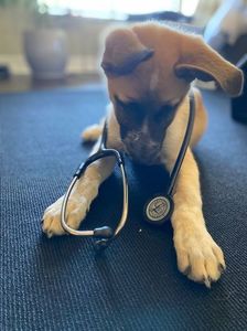 he’s a dogtor