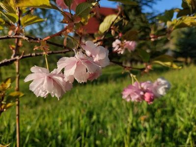 29.04.2023; Ciresul japonez a inflorit intaia oara ...
