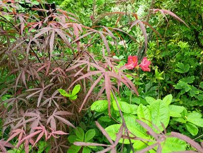 Azalea mollis Feuerwerk