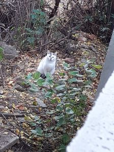 IMG-20221104-WA0008