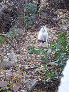 IMG-20221104-WA0009