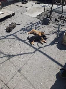 IMG-20230413-WA0009