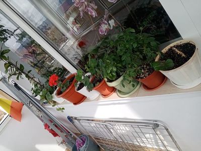 IMG-20230421-WA0005