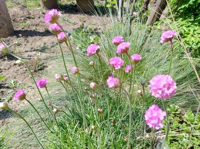 Armenia maritima
