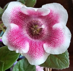 Gloxinia Iolanta