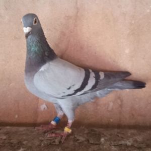 Femela 21-048....-15 lei