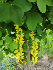 laburnum anagyroides