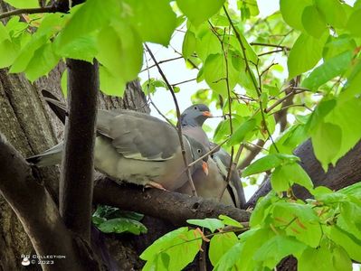 w-23-Wild Pigeons-7585