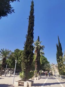 Capernaum