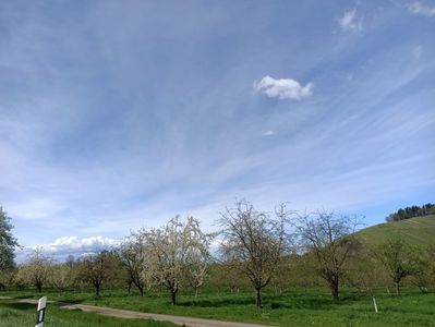Img.2023.04.14- livada de cireși