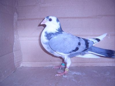 SV509964