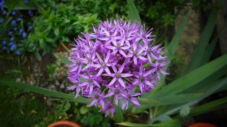 Allium