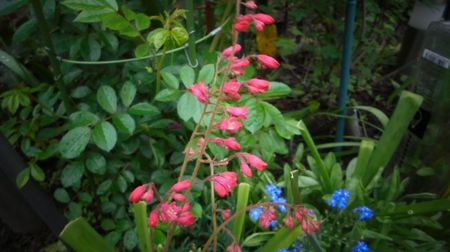Heuchera