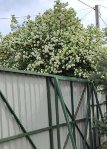 viburnum opulus(călin)